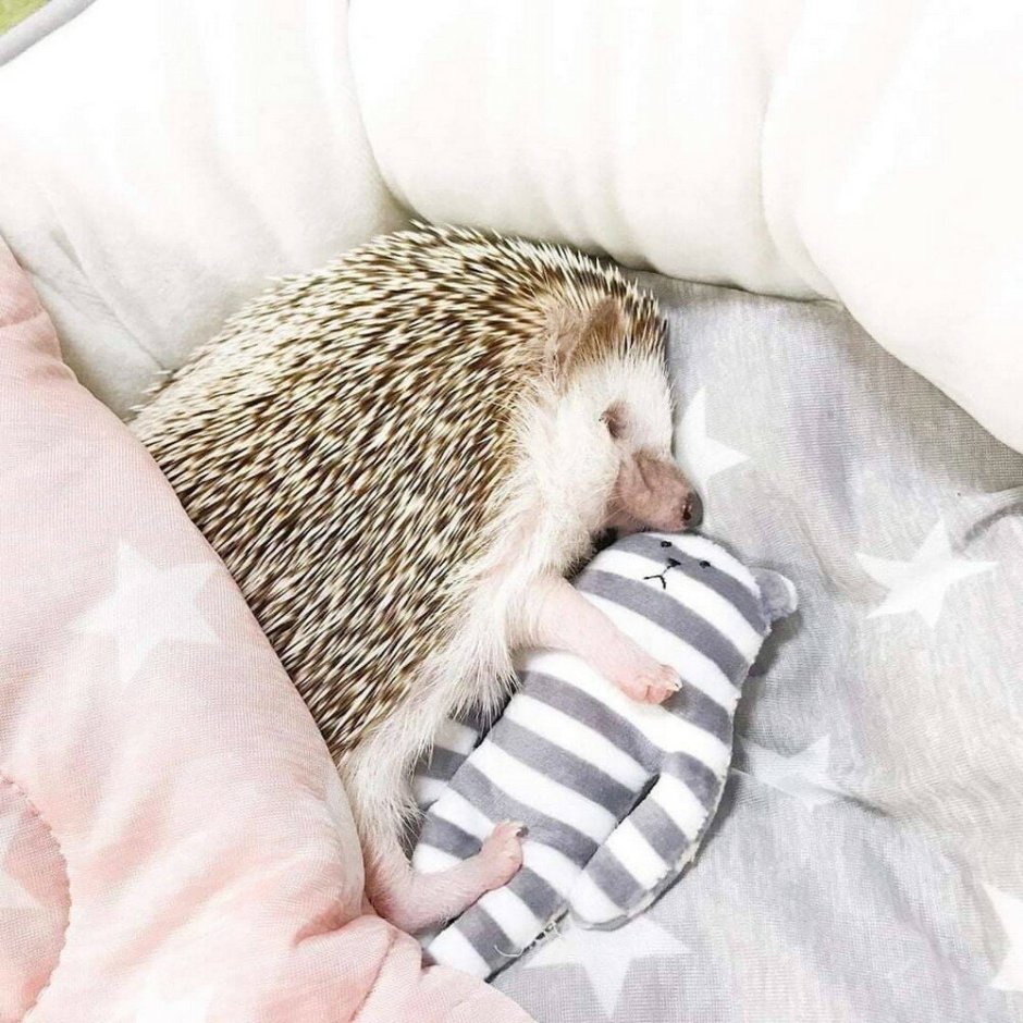 Ежик свернулся