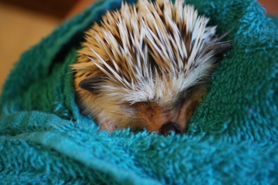 Сонный Ежик