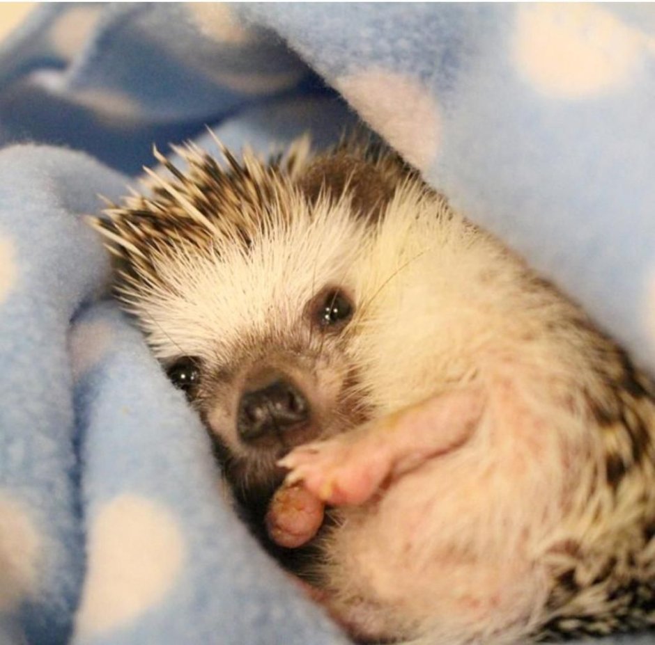 Спящие ежики