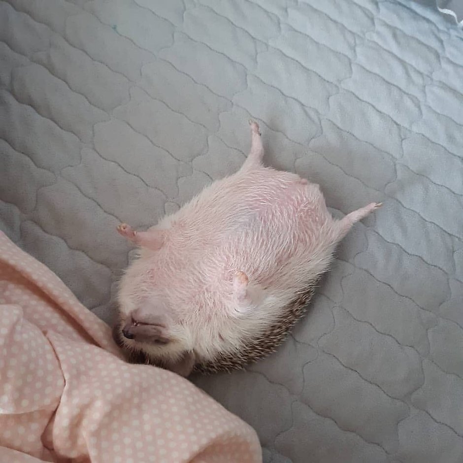 Саша чёрный уговор