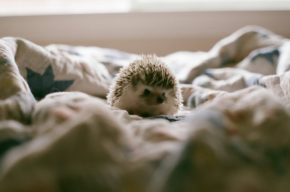Ежик в кровати иллюстрации