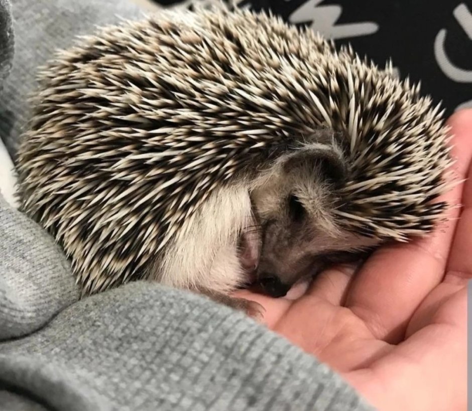 Спящий Ежик