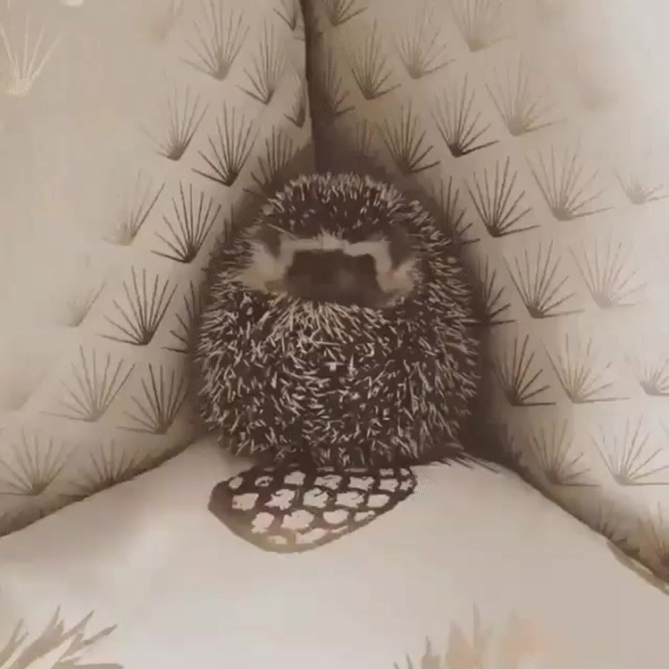 Ежик спит осенью иллюстрации