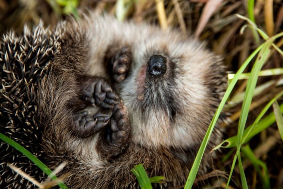 Африканский Ёжик спит