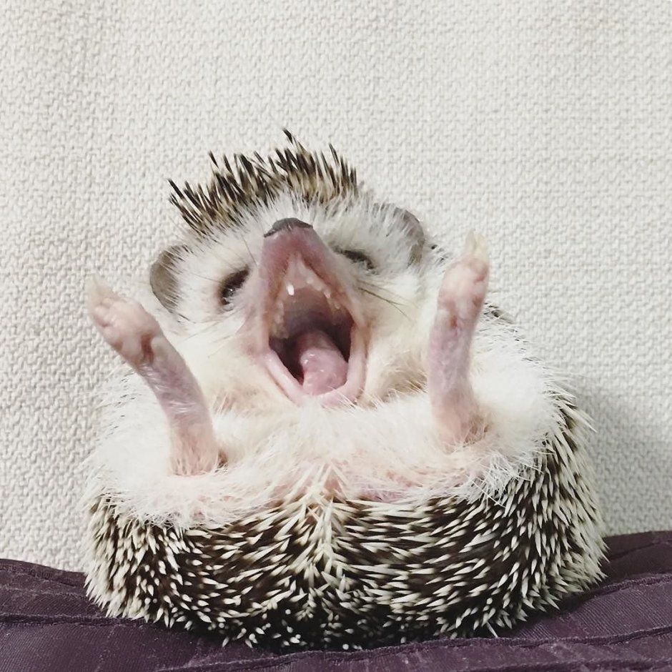 Еж в носках