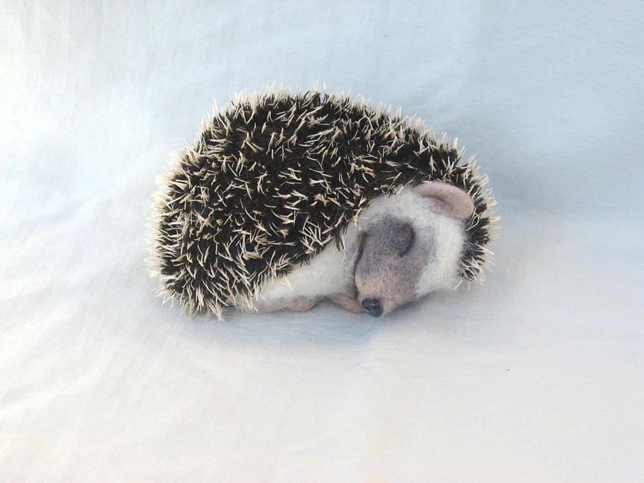 Ежик спит
