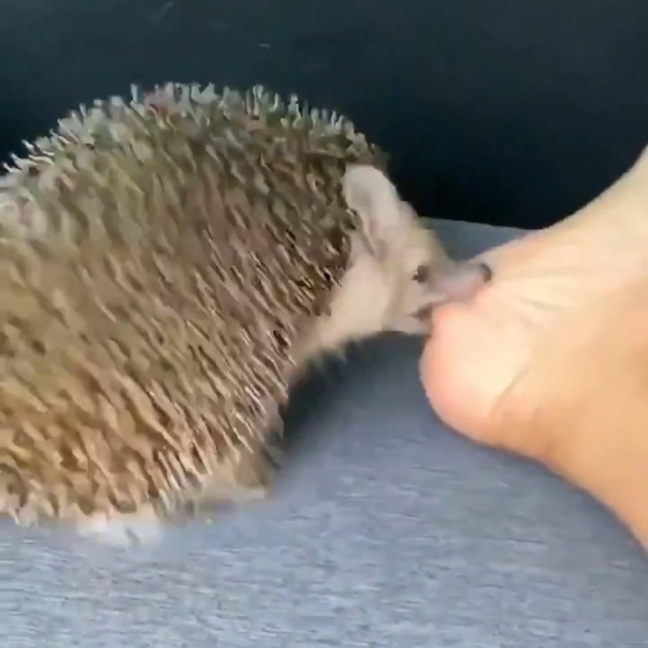 Ёжик ложится спать