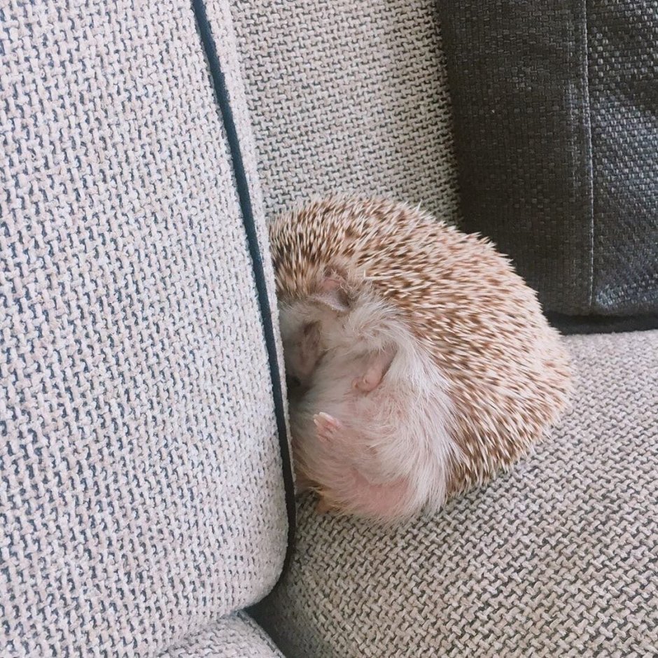 Спящие ежики