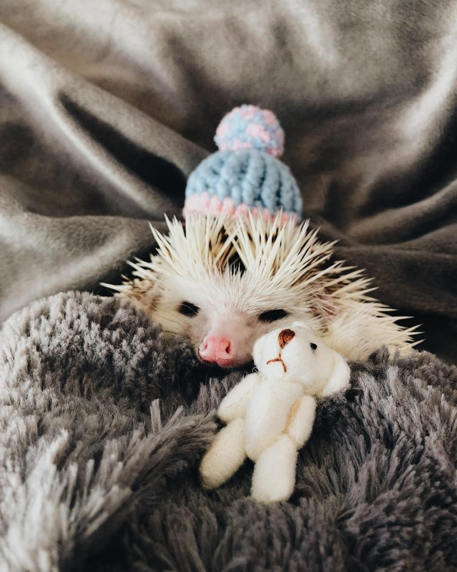 Блинский ёж