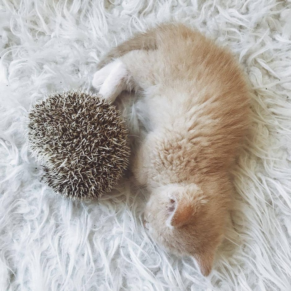 Ежик в пледе