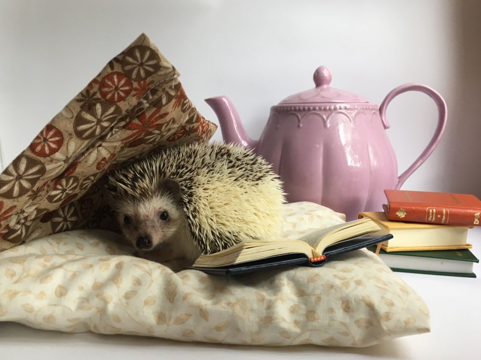 Больной Ежик