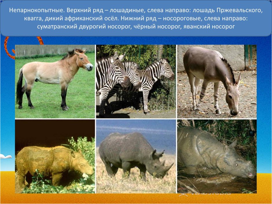 Непарнокопытные млекопитающие представители