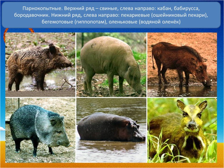 Парнокопытные млекопитающие жвачные