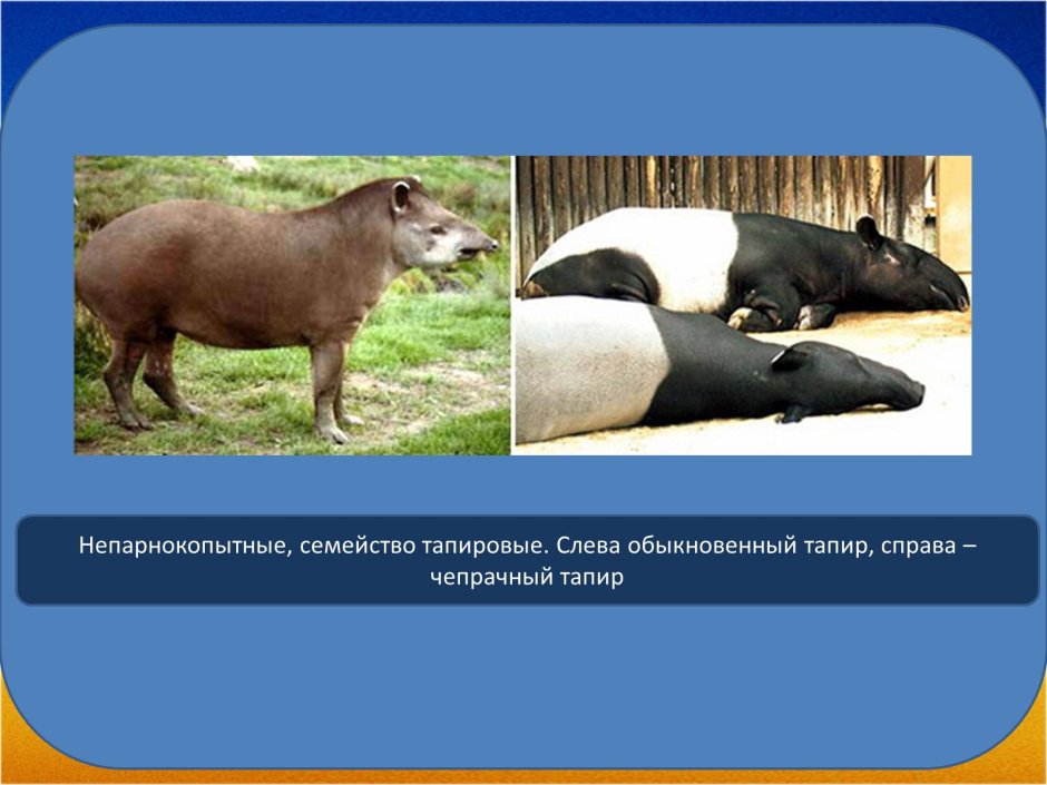 Непарнокопытные коллаж