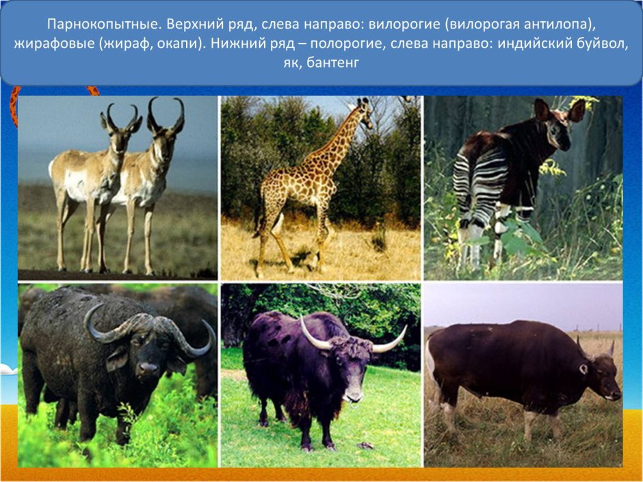 Парнокопытные жвачные представители
