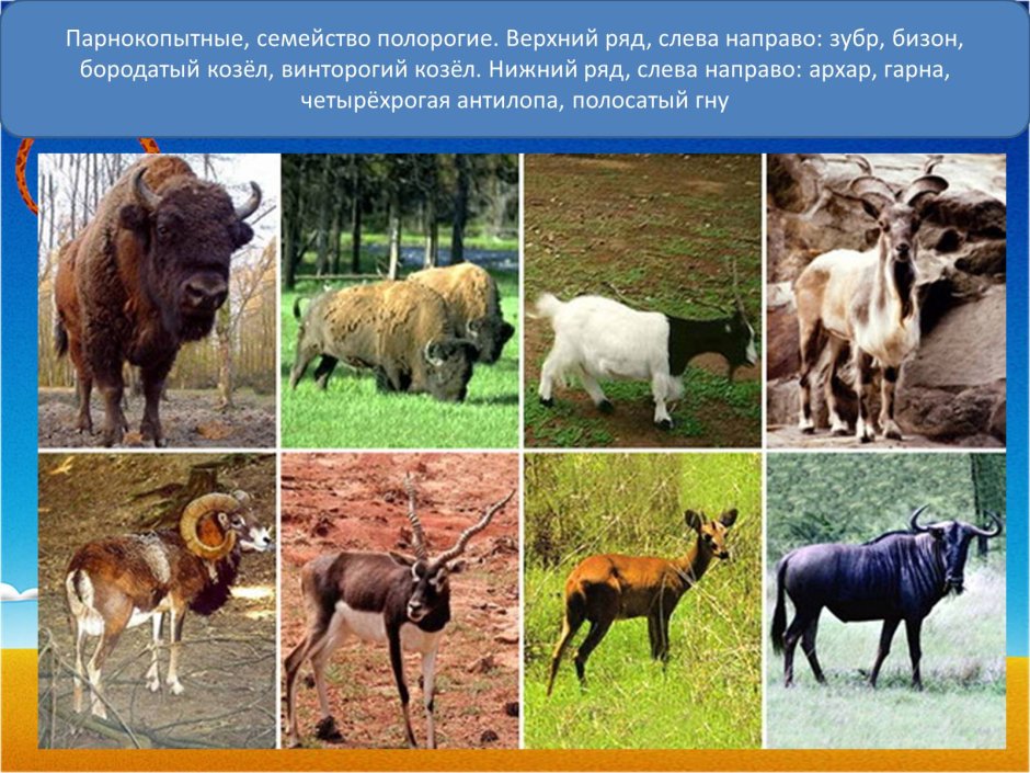 Непарнокопытные зебры