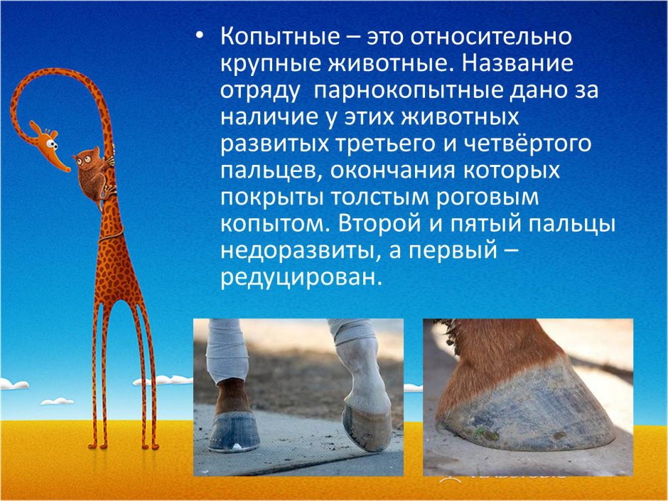 Парнокопытные жвачные представители