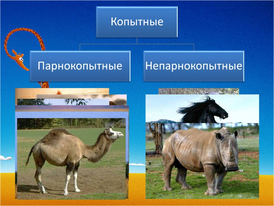 Отряд парнокопытные и непарнокопытные
