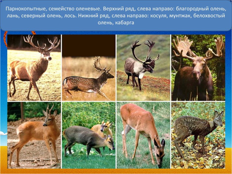 Антилопа гну животное
