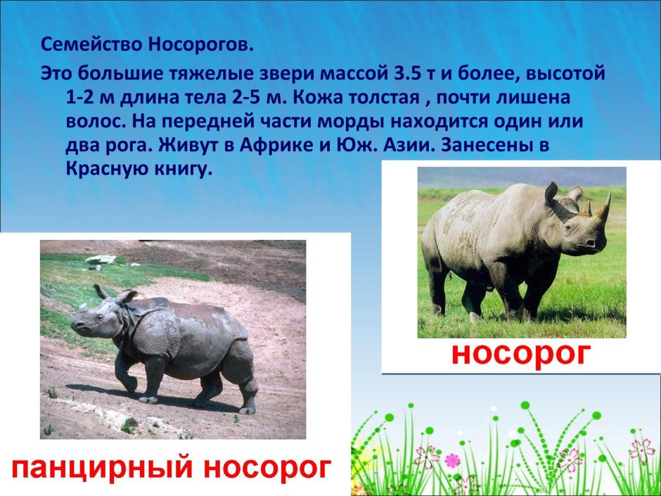 Непарнокопытные тапиры