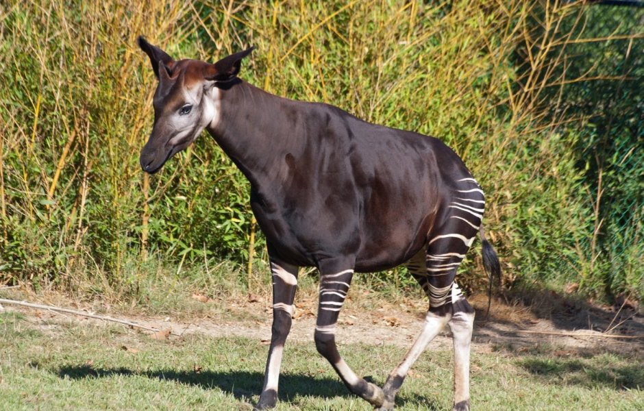 Зебра Берчелла (Equus quagga burchelii)
