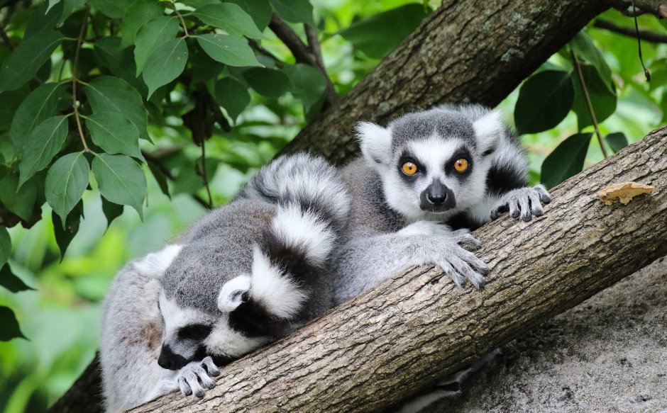 Кошачий лемур на дереве