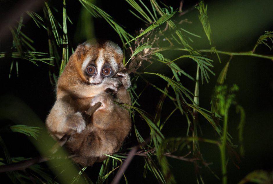 Nycticebus pygmaeus