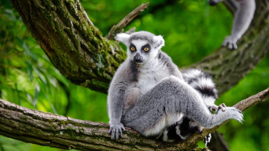 Кошачий лемур