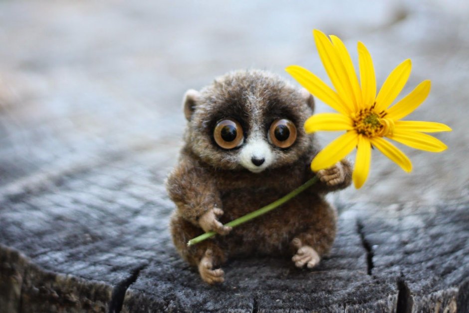 Кошачий лемур