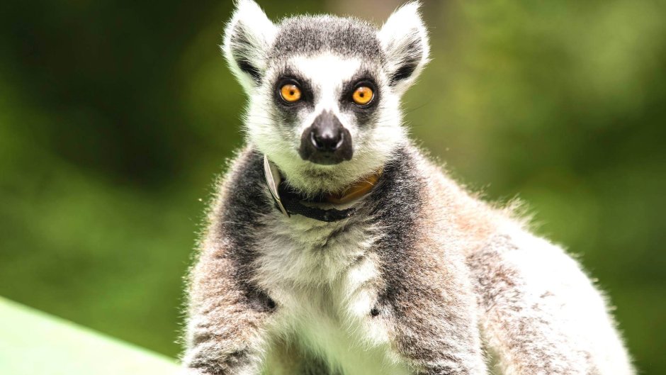 Малый Лори – Nycticebus pygmaeus