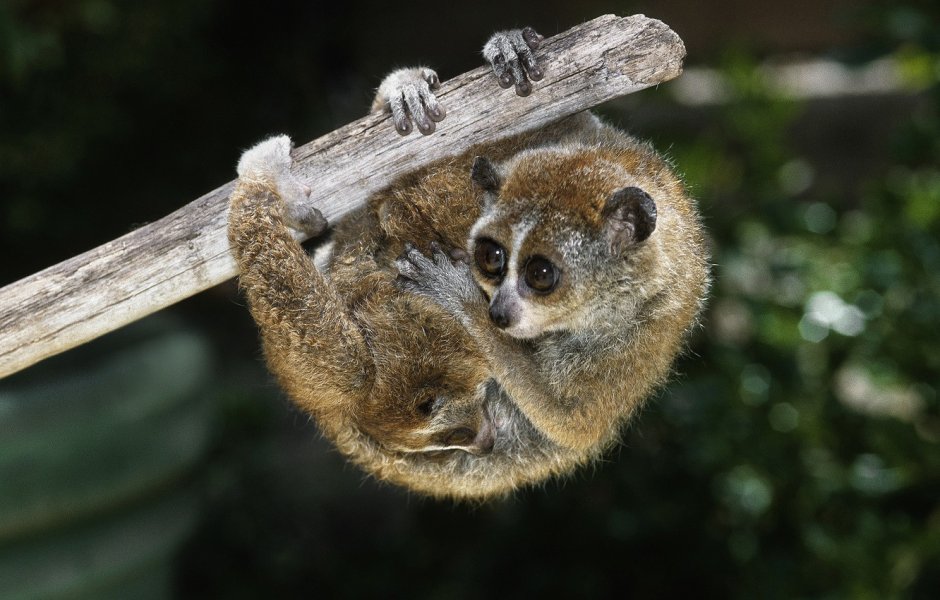 Кошачий лемур Лаура