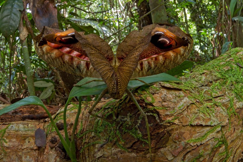 Panthera onca onca амазонский Ягуар