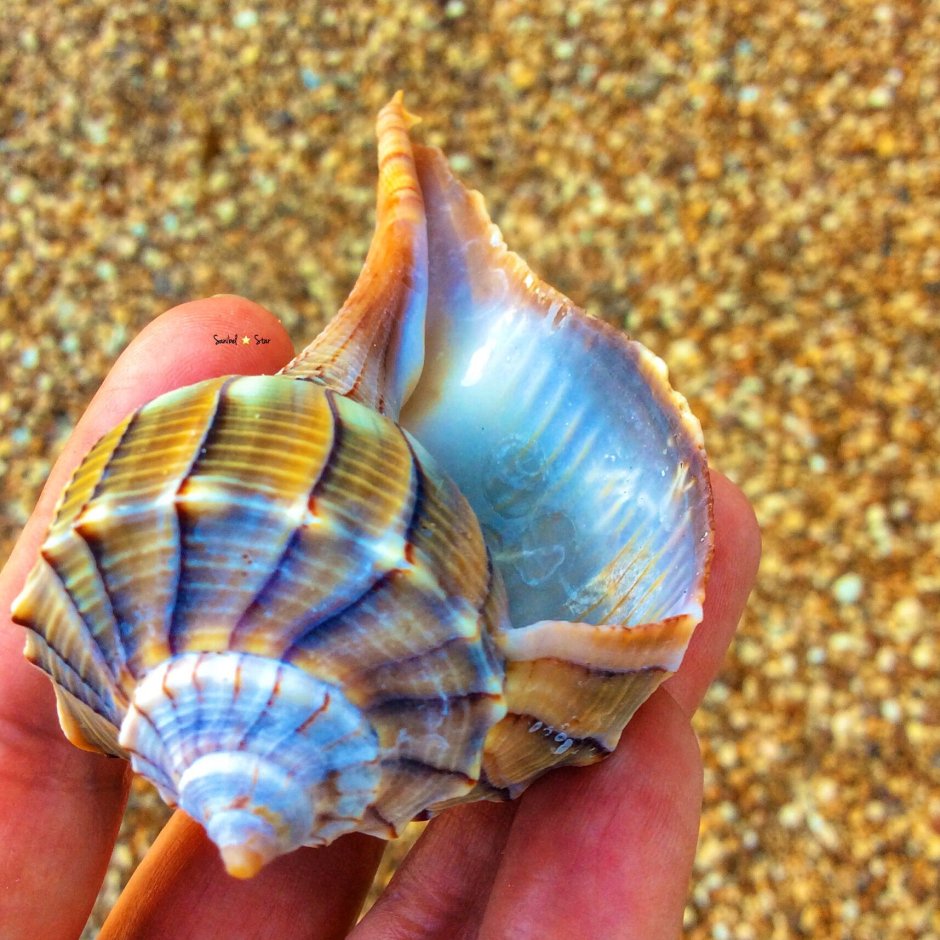 Clam обувь