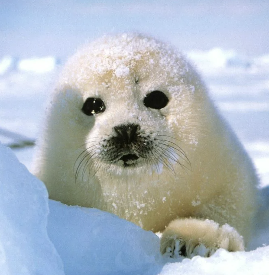 Гренландский тюлень