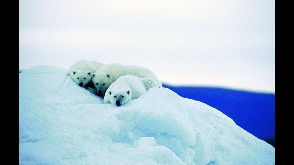 Животные ледяной зоны