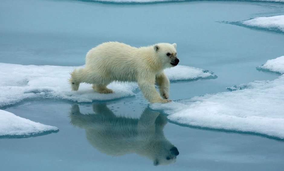 Животный мир арктической пустыни