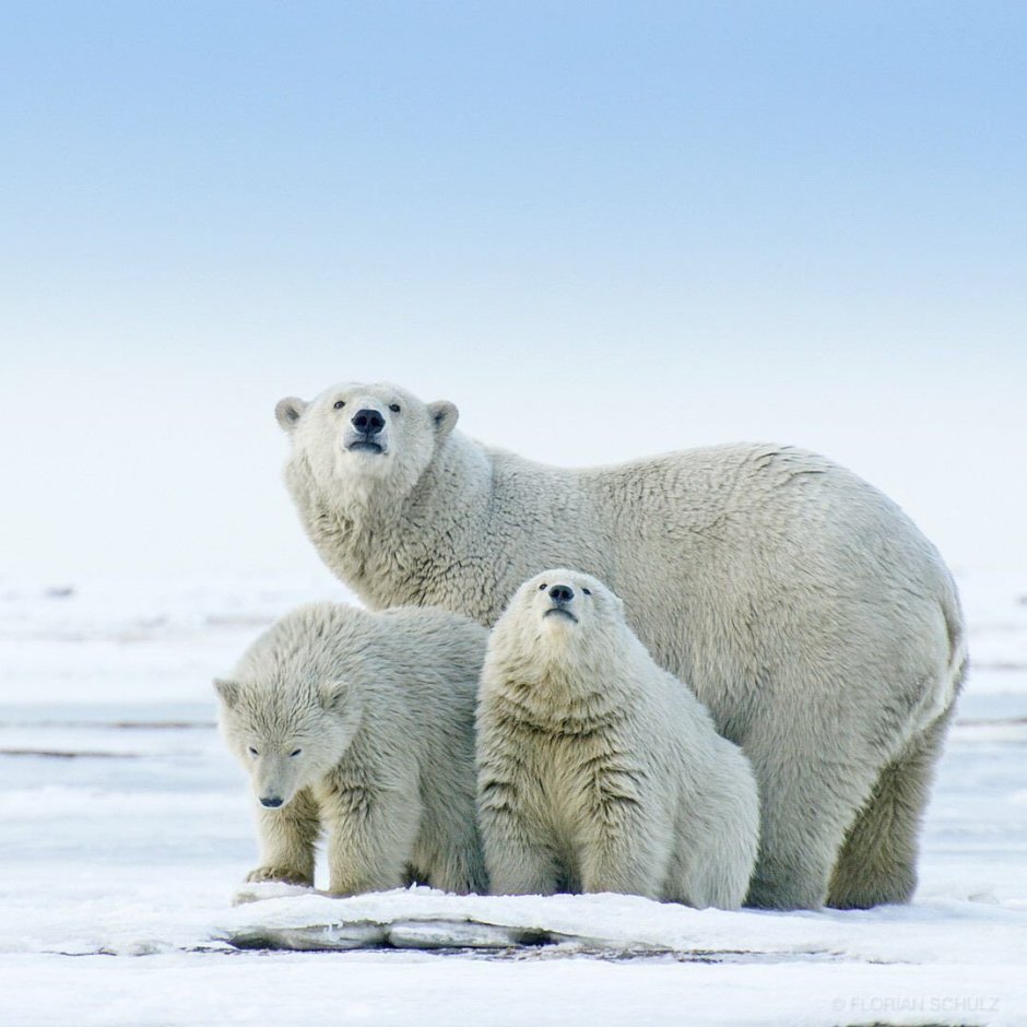 Большой Арктический заповедник России