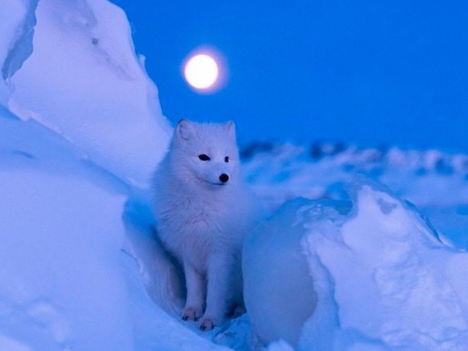 Песец в арктической пустыне