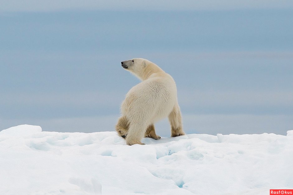 Остров Врангеля белые медведи