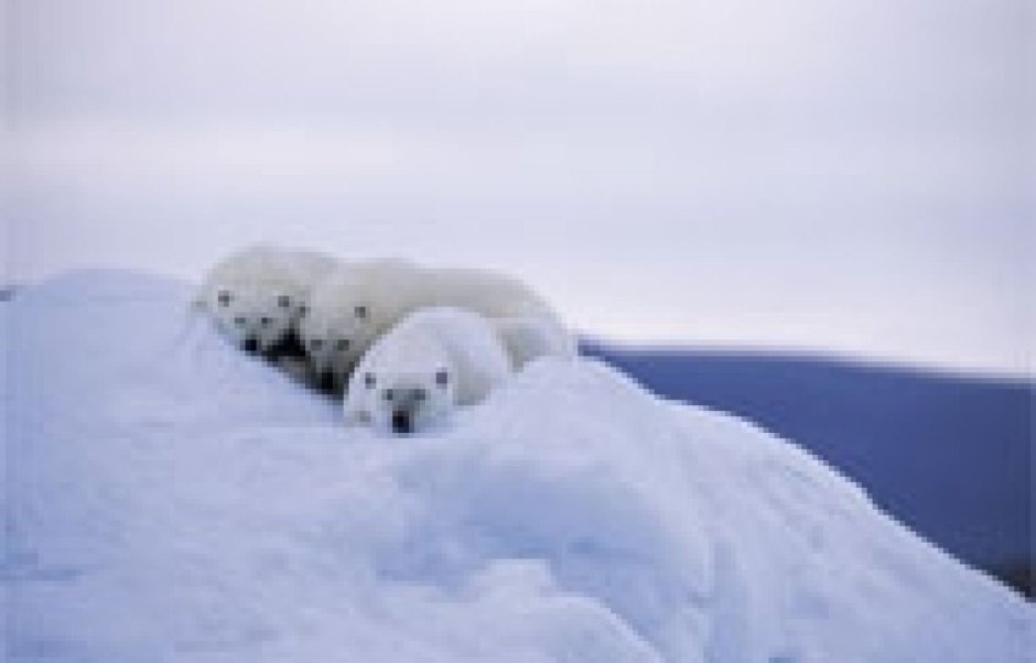 Животные на Северном полюсе