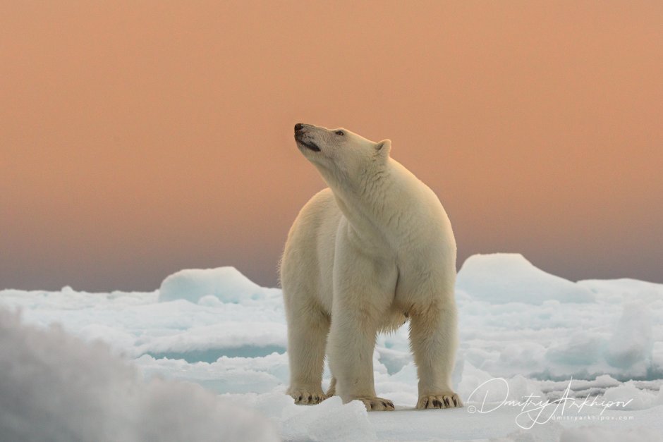 Арктические пустыни животные