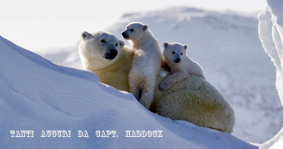 Песец в арктической пустыне