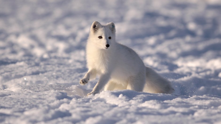 Песец в Арктике