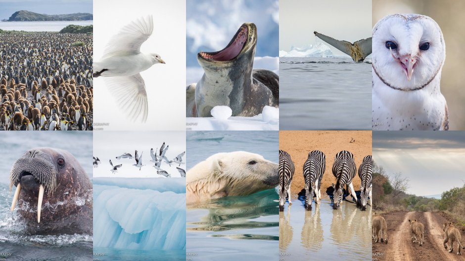 Животный мир Арктики