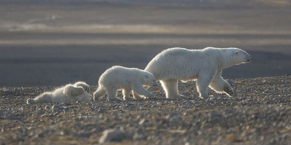 Белый медведь арктических пустынь