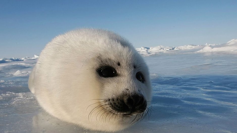 Северный Ледовитый океан Полярный медведь