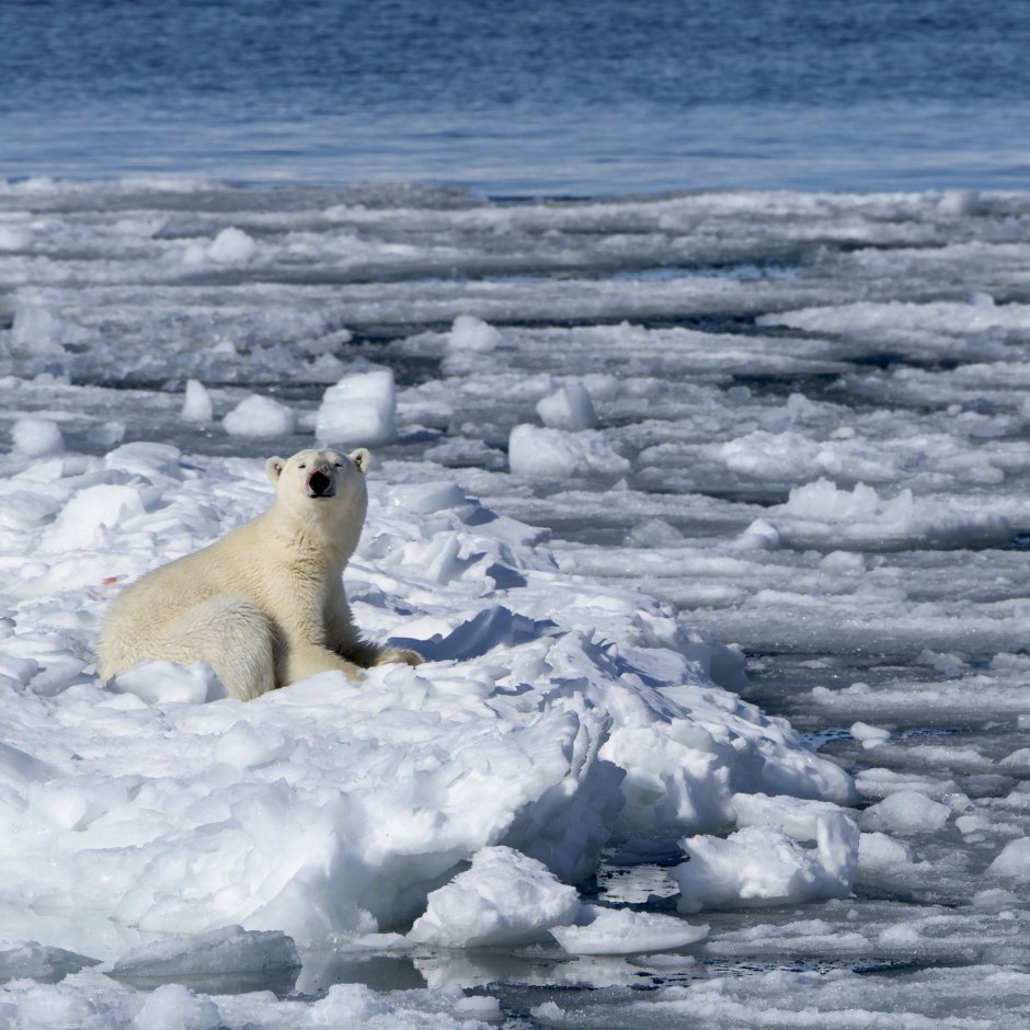 Карское море белые медведи