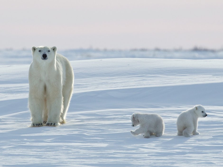 Белый медведь арктических пустынь