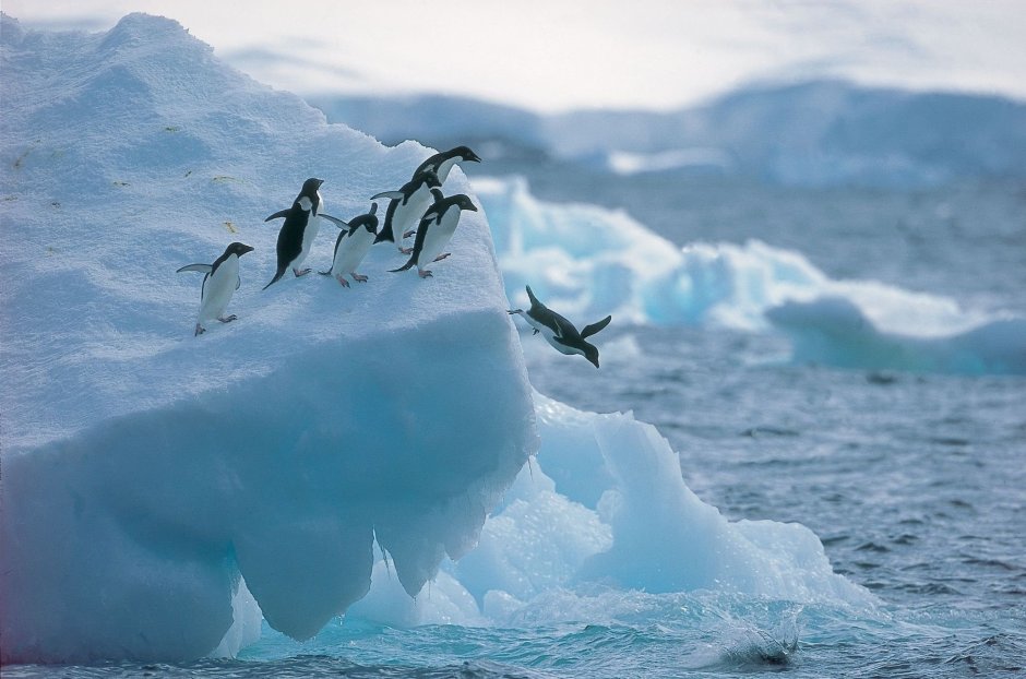 Арктические тундры и арктические пустыни
