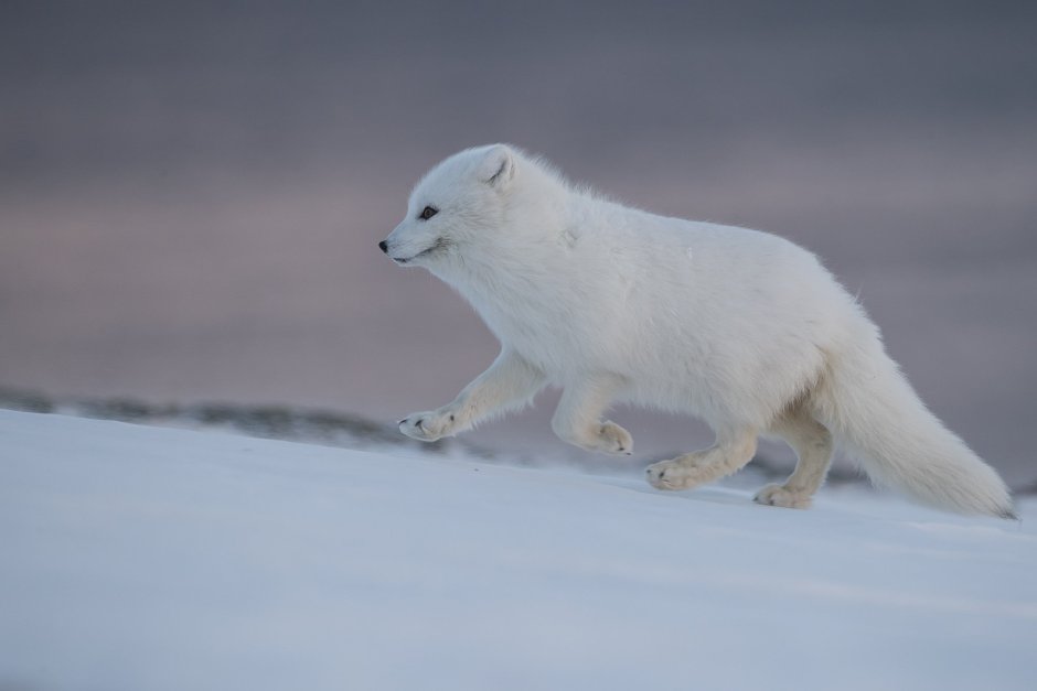 Белый медведь в арктической пустыне